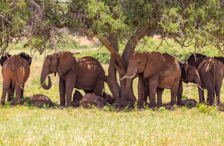 3 days Tsavo East West national_2