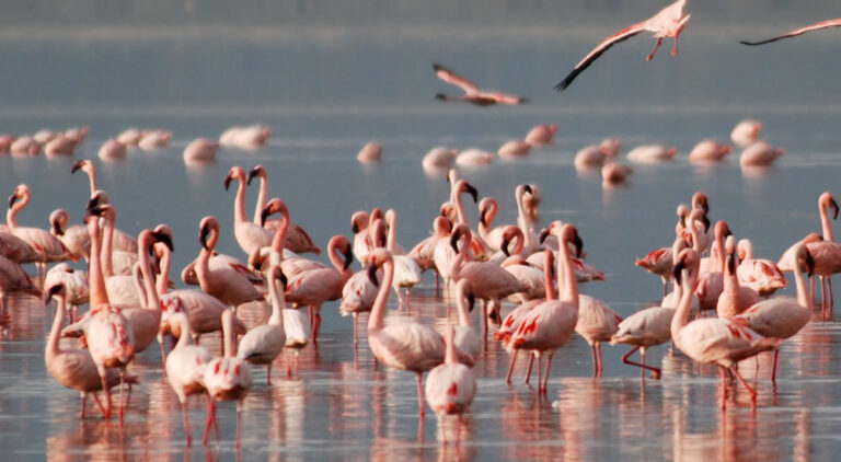 7 Days Samburu, Aberdare, Lake Nakuru And Masai Mara Safari_2